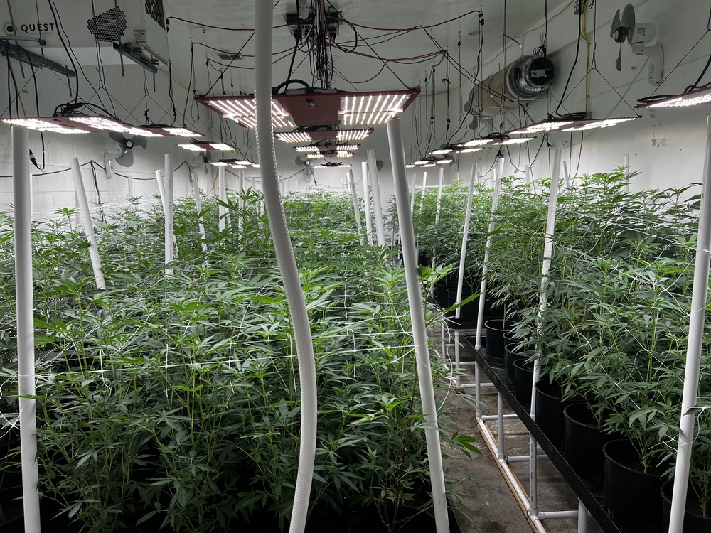 Why I Stopped Using Organic Nutrients in Hydro
