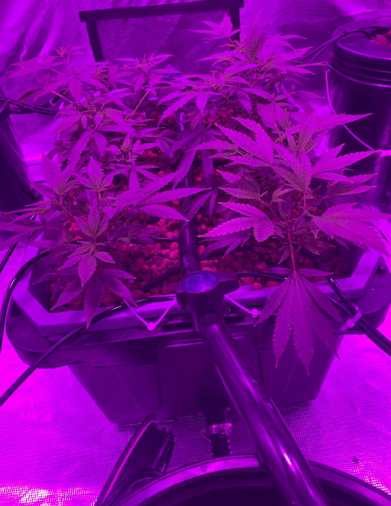 Medical RDWC Build