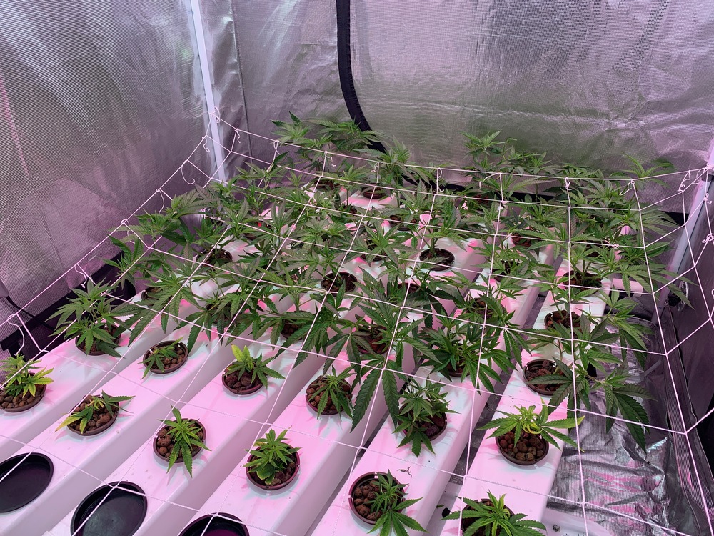 Sterile Hydroponics Setup