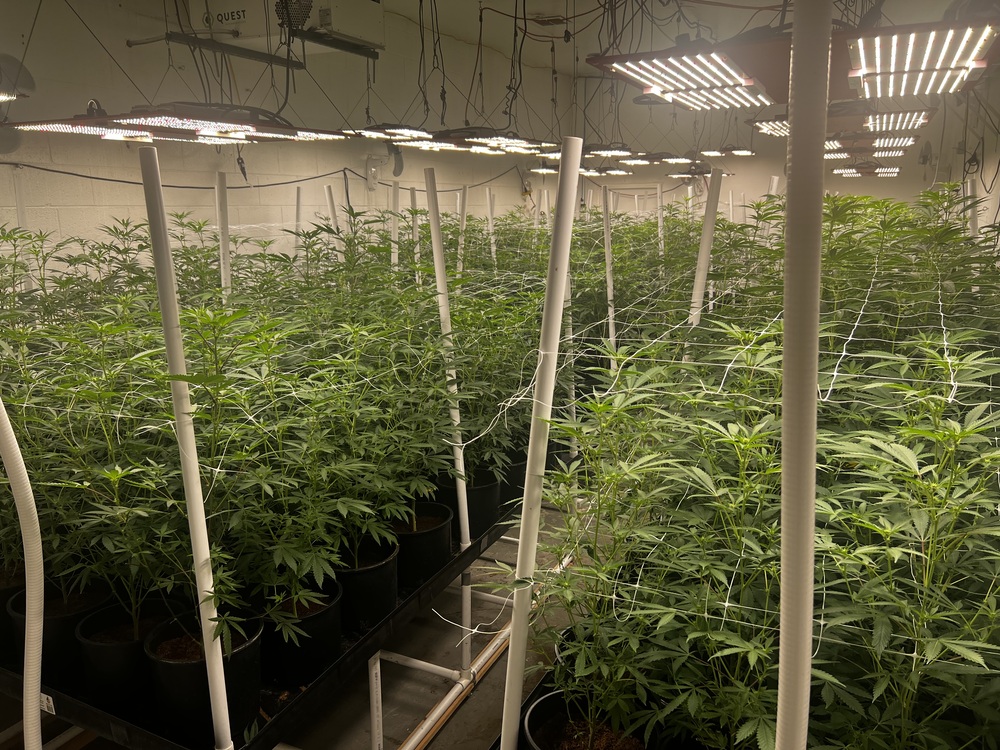 Commercial NFT Lettuce