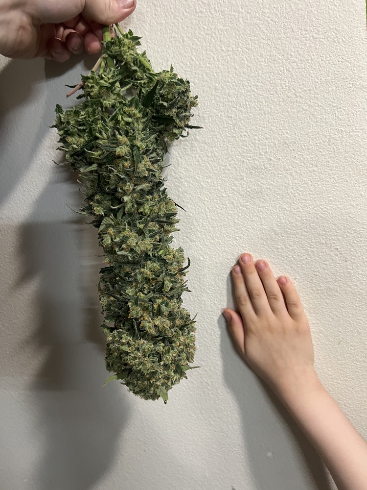 My Battle with Pythium (and How I Won)