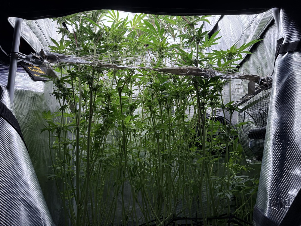 Alright, let’s talk roots – specifically how getting oxygen *to* those cannabis roots is the sing...