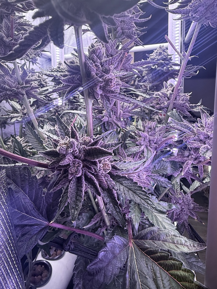 VPD Explained for Complete Beginners