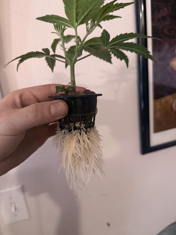 Rockwool vs. Coco Coir: A Sterile Perspective